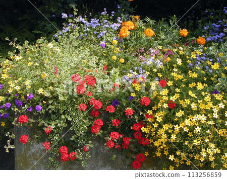 Flowers blooming in the Hof Garden in Residenz, Würzburg, Germany Flowers blooming in the Hof Garden in Residenz, Würzburg, Germany 113256859