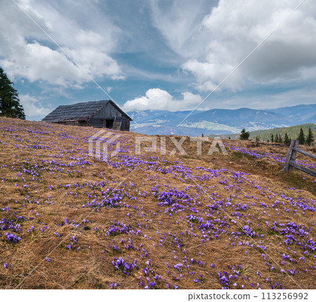 Blooming purple violet Crocus heuffelianus (Crocus vernus) alpine flowers on spring Carpathian mountain plateau, Ukraine. Blooming purple violet Crocus heuffelianus (Crocus vernus) alpine flowers on spring Carpathian mountain plateau, Ukraine. 113256992
