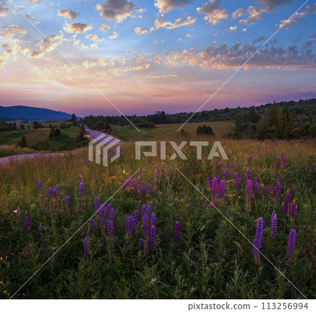 Twilight June Carpathian mountain countryside meadows. with beautiful wild flowers 113256994
