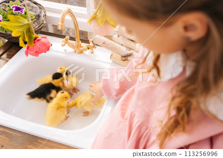 Cropped shot of unrecognizable loving little girl in beautiful dress playing with cute yellow ducklings in summer gazebo house on sunny day. Concept of excursion to eco-farm, life in village 113256996