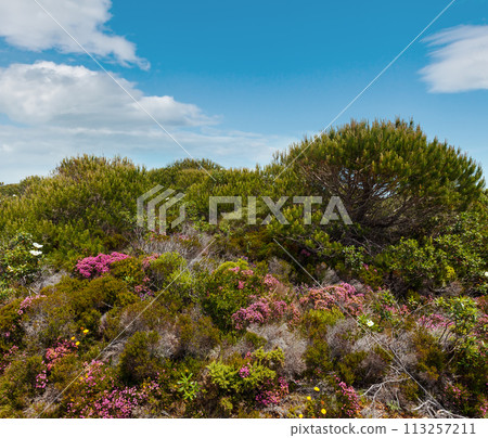 Big white wild azalea flowers not far from Atlantic coast. 113257211