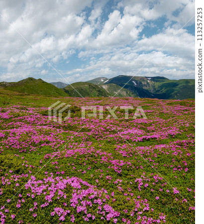 Blossoming slopes (rhododendron flowers ) of Carpathian mountains. 113257253