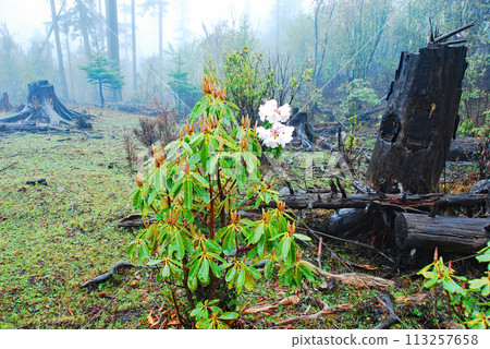 中國,雲南省,香格里拉,茶馬古道,天生橋溫泉杜鵑花盛開 中國,雲南省,香格里拉,茶馬古道,天生橋溫泉杜鵑花盛開 113257658
