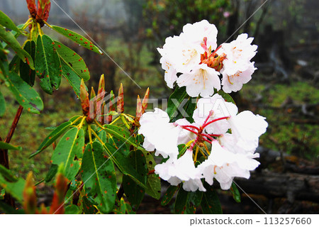 中國,雲南省,香格里拉,茶馬古道,天生橋溫泉杜鵑花盛開 中國,雲南省,香格里拉,茶馬古道,天生橋溫泉杜鵑花盛開 113257660