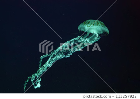 Jellifish South american sea nettle, Chrysaora plocamia swimming in dark water of aquarium Jellifish South american sea nettle, Chrysaora plocamia swimming in dark water of aquarium 113257922