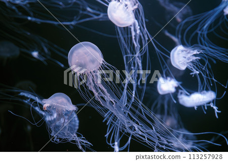 Group of Atlantic sea nettle jellyfish floating in illuminated aquarium Group of Atlantic sea nettle jellyfish floating in illuminated aquarium 113257928