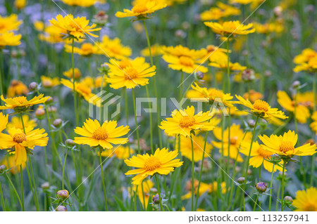 Field of yellow flower lance leaved, Coreopsis lanceolata, Lanceleaf Tickseed or Maiden's eye Field of yellow flower lance leaved, Coreopsis lanceolata, Lanceleaf Tickseed or Maiden's eye 113257941