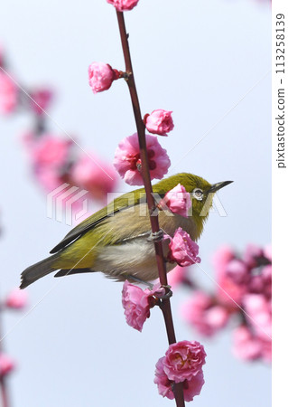 A white-eye hogs a blooming plum tree all to itself (spring image) (springtime warmth image) A white-eye hogs a blooming plum tree all to itself (spring image) (springtime warmth image) 113258139