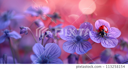 Ladybug on Purple Flowers Ladybug on Purple Flowers 113258154