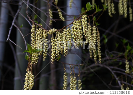Flower of kibushi Flower of kibushi 113258618