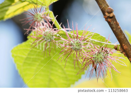 香藏花（女花） 113258663