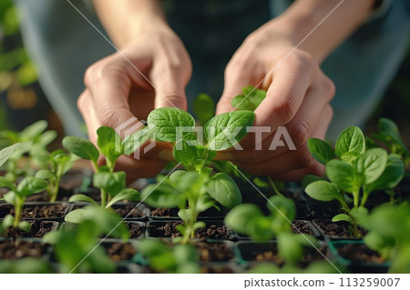 Close up view of womans hands replanting young seedlings. Home gardening concept 113259007