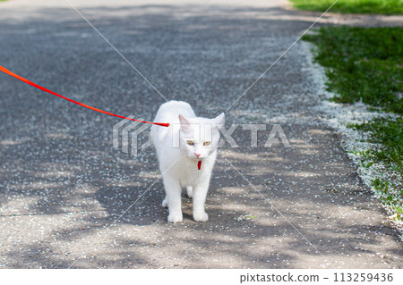 Cat walking in the Park on the harness Cat walking in the Park on the harness 113259436