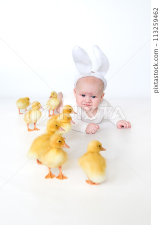 child in a bunny costume with ducklings , enjoying, cute kid and animal friend child in a bunny costume with ducklings , enjoying, cute kid and animal friend 113259462