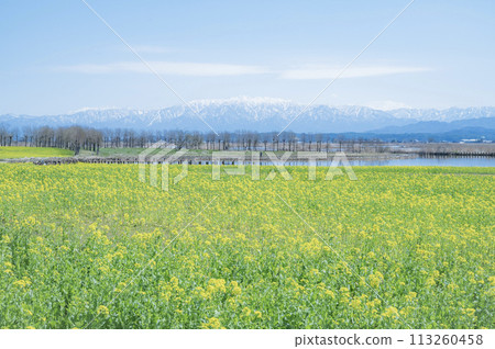 Niigata Fukushima lagoon and field of rape blossoms 113260458