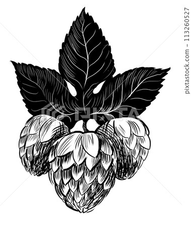 Hop plant. Hand drawn retro styled black and white illustration Hop plant. Hand drawn retro styled black and white illustration 113260527