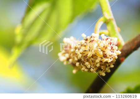 甲佐花（雄花） 113260619