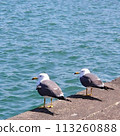 海鷗棲息在港口防波堤上 113260888
