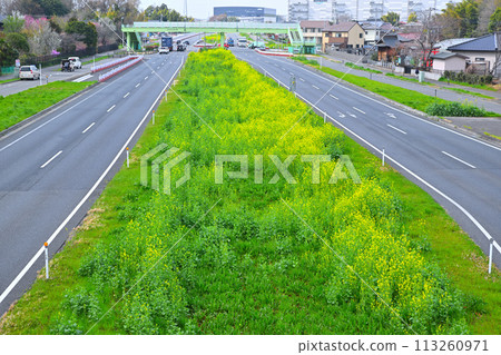 油菜花田 上尾路 青空橋人行天橋風景 113260971