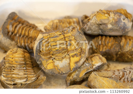 Trilobite fossil 113260992