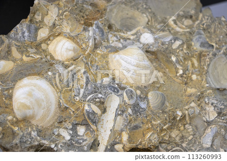 Shellfish fossil 113260993