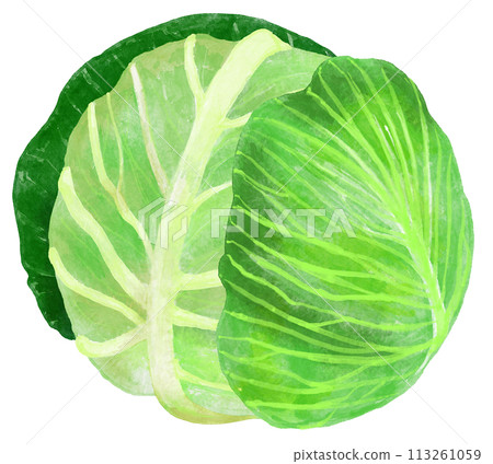 外葉捲心菜水彩畫插圖 113261059