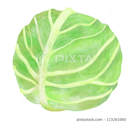 水彩畫的白菜插圖 113261060