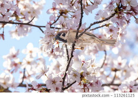 Sparrow perching on a cherry branch 113261125