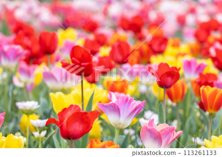  Colorful tulips 113261133