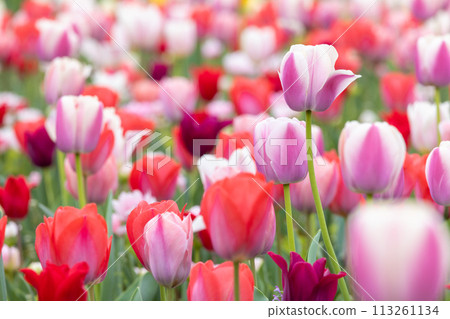 Beautiful tulip flower Beautiful tulip flower 113261134