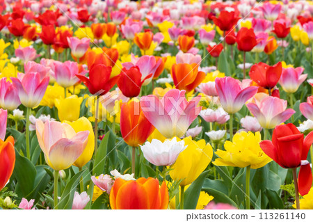  Colorful tulips 113261140