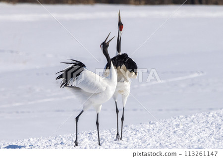 兩隻丹頂鶴在跳舞 兩隻丹頂鶴在跳舞 113261147