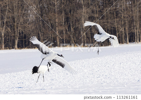 The flying bird 113261161