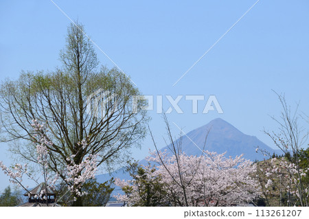 Cherry blossoms at Kannonike Park Cherry blossoms at Kannonike Park 113261207