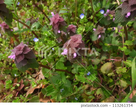 Himeodoricosoum Himeodoricosoum 113261354