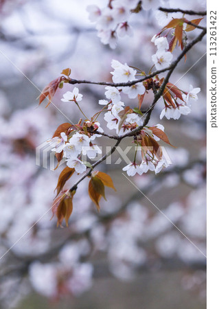 雨天野櫻花綻放美麗山櫻 113261422
