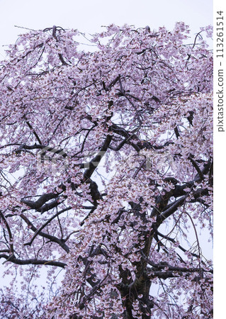 雨天綻放美麗的江戶彼岸櫻花 江戶彼岸櫻 113261514