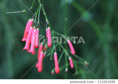 丁香花的花蕾被雨浸濕了 113261686