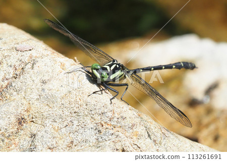 大衛薩那(男) 大衛薩那(男) 113261691