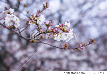 Beautifully blooming cherry blossoms on a rainy day Somei Yoshino 113261741