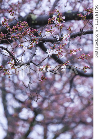 Beautifully blooming cherry blossoms on a rainy day Somei Yoshino 113261750