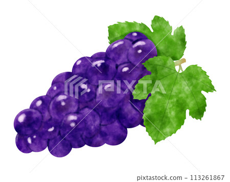 Watercolor illustration of grapes with leaves Watercolor illustration of grapes with leaves 113261867