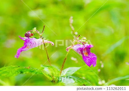 獨特的秋天小花，紫色喇叭 113262011