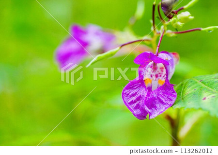 A unique little fall flower, the purple Impatiens texturi A unique little fall flower, the purple Impatiens texturi 113262012