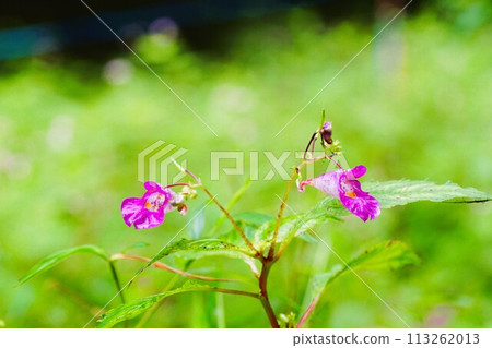 獨特的秋天小花，紫色喇叭 113262013