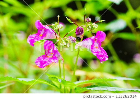A unique little fall flower, the purple Impatiens texturi A unique little fall flower, the purple Impatiens texturi 113262014