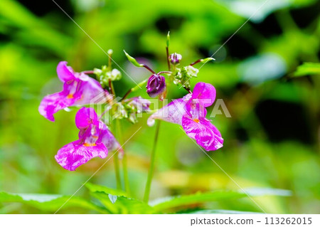獨特的秋天小花，紫色喇叭 113262015