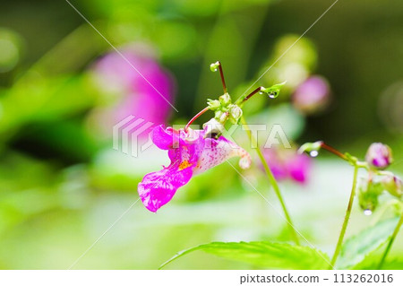 獨特的秋天小花，紫色喇叭 113262016