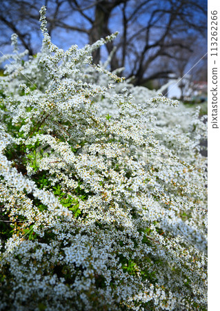 Snow willows in full bloom - the arrival of spring Snow willows in full bloom - the arrival of spring 113262266