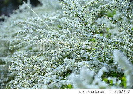 Snow willows in full bloom - the arrival of spring 113262267